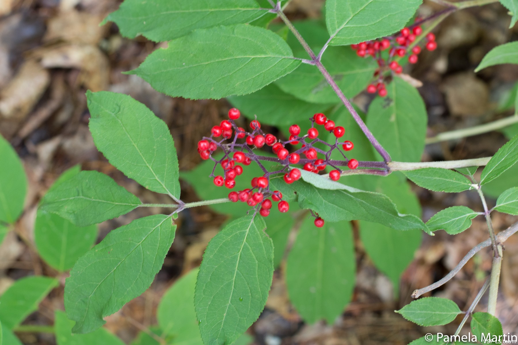 Common plants