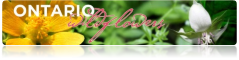 Ontario Wildflowers website